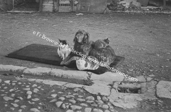 DOG AND CATS PLAYING